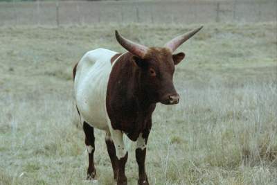 TEXAS LONGHORN.JPG